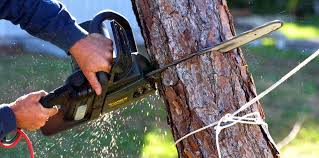 Best Tree and Shrub Care  in Monongahela, PA