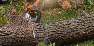 Best Tree Preservation Services  in Monongahela, PA