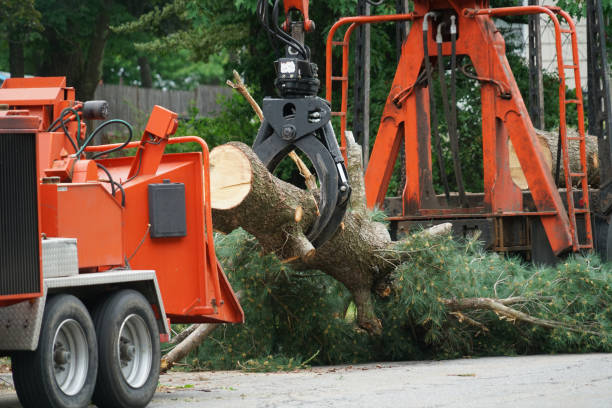 Best Tree Cabling and Bracing  in Monongahela, PA