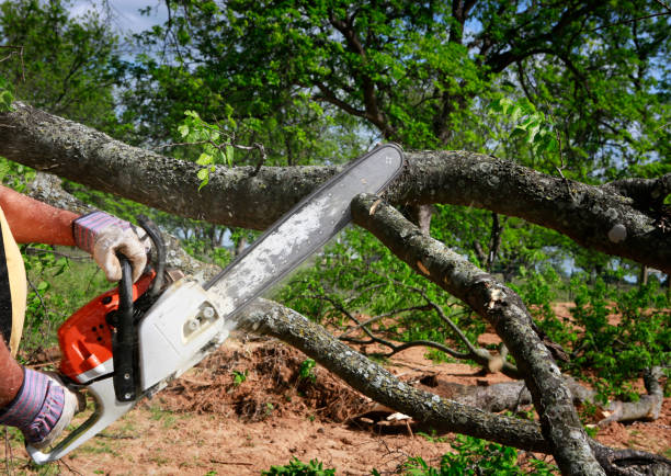 Best Arborist Consultation Services  in Monongahela, PA